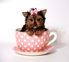 chantano-yorkshire-terriers