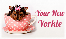 new-yorkie